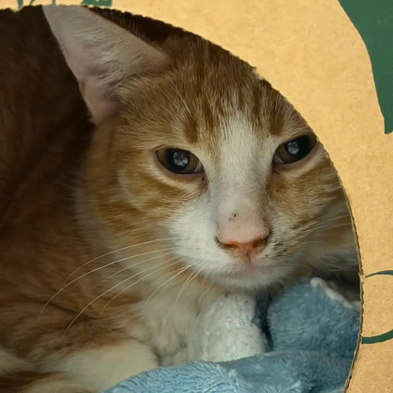 A baby medium-sized male Domestic Short Hair cat named Henry for adoption in Fairport, NY