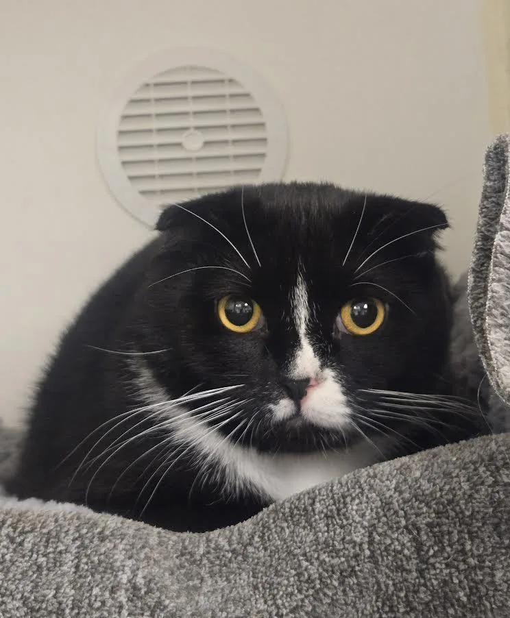 A young medium-sized male Black & White / Tuxedo Scottish Fold cat named Rome And Ray for adoption in Bellingham, WA