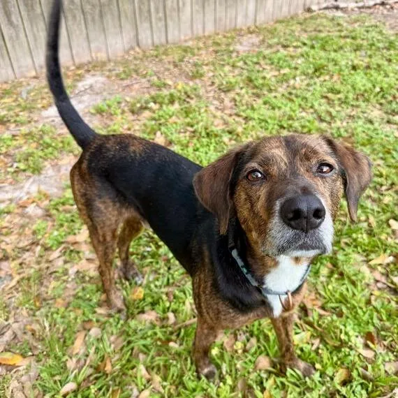 An adult medium-sized male Black Hound dog named Tony The Tiger for adoption in Carencro, LA