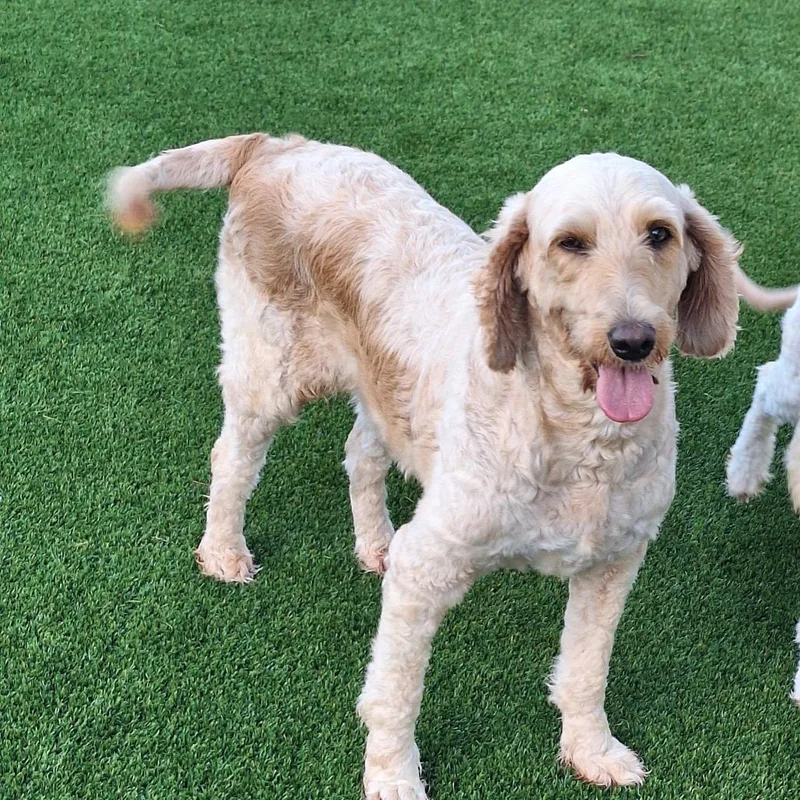An adult medium-sized female Poodle dog named Pippa Doodle for adoption in LOXAHATCHEE, FL