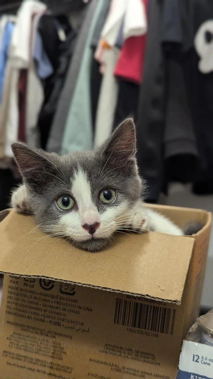 A baby small-sized female Gray / Blue / Silver Domestic Short Hair cat named Penguin for adoption in Raleigh, NC
