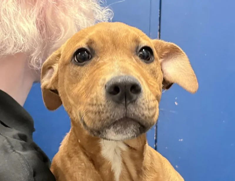 A baby small-sized male Red / Chestnut / Orange Rhodesian Ridgeback dog named Clifford for adoption in Columbus, IN