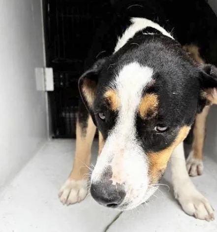 An adult medium-sized female Greater Swiss Mountain Dog dog named A for adoption in Houston, TX