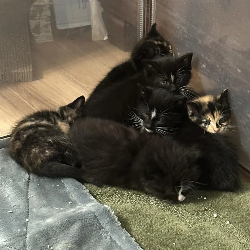 A baby small-sized male Black Domestic Medium Hair cat named Fuzzy Lumpkins for adoption in Novelty, OH