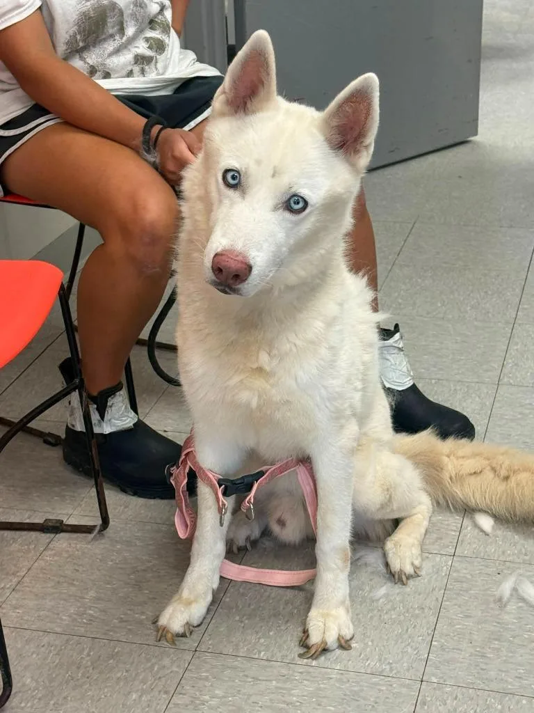 An adult medium-sized male Husky dog named Satoshi for adoption in Sorrento, LA
