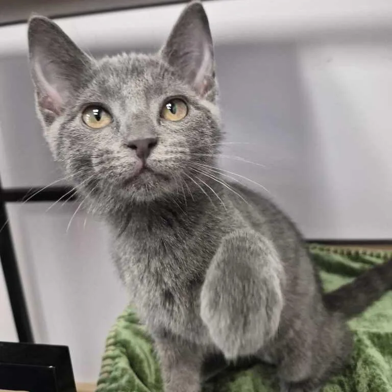 A baby small-sized female Gray / Blue / Silver Domestic Short Hair cat named Genius for adoption in Davenport, IA