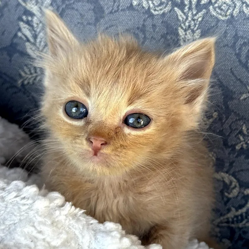 A baby small-sized male Orange / Red Domestic Short Hair cat named Pikmen for adoption in Long Beach, CA