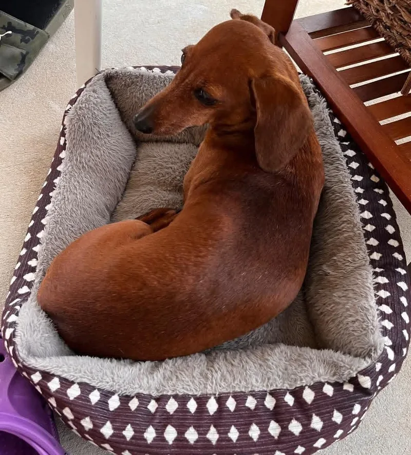 A senior small-sized female Red / Chestnut / Orange Dachshund dog named Heidi for adoption in Fort Walton Beach, FL