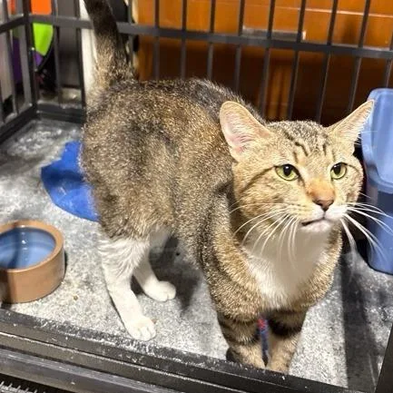 An adult small-sized male Brown / Chocolate Domestic Short Hair cat named Screaming Man for adoption in St. Paul, MN