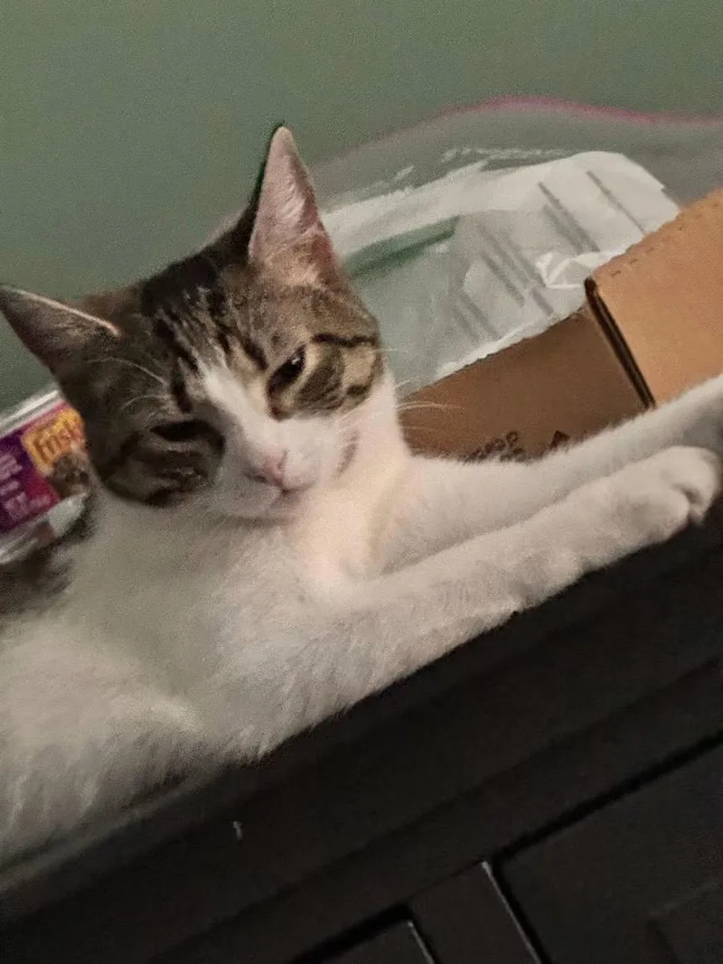 A baby medium-sized male Tabby (Brown / Chocolate) Domestic Short Hair cat named Phoebe and Joey for adoption in Turnersville, NJ