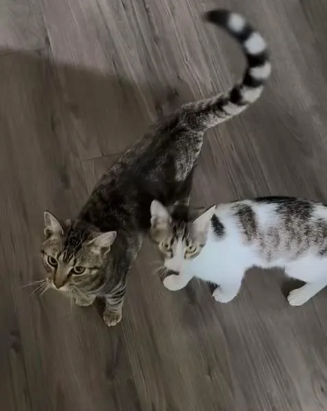 Phoebe and Joey thumbnail 3