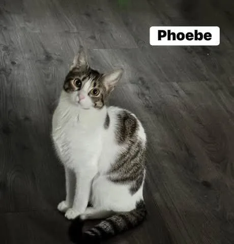 Phoebe and Joey thumbnail 4