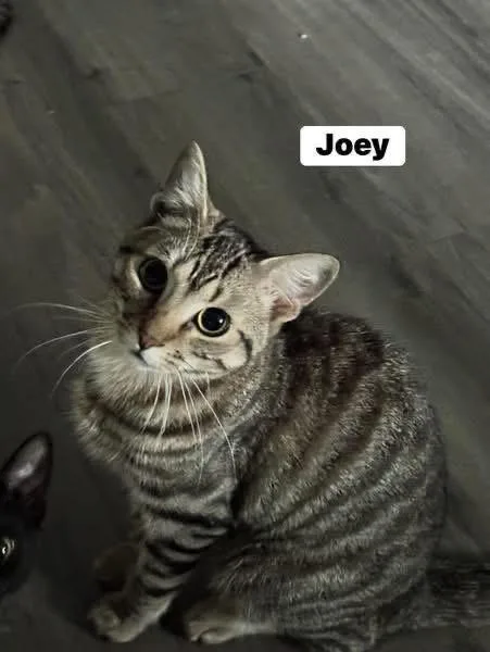 Phoebe and Joey thumbnail 5