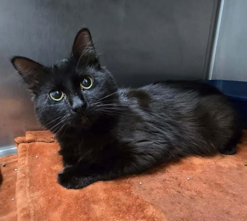 An adult medium-sized male Domestic Long Hair cat named Boney Hawk for adoption in Yorkville, IL