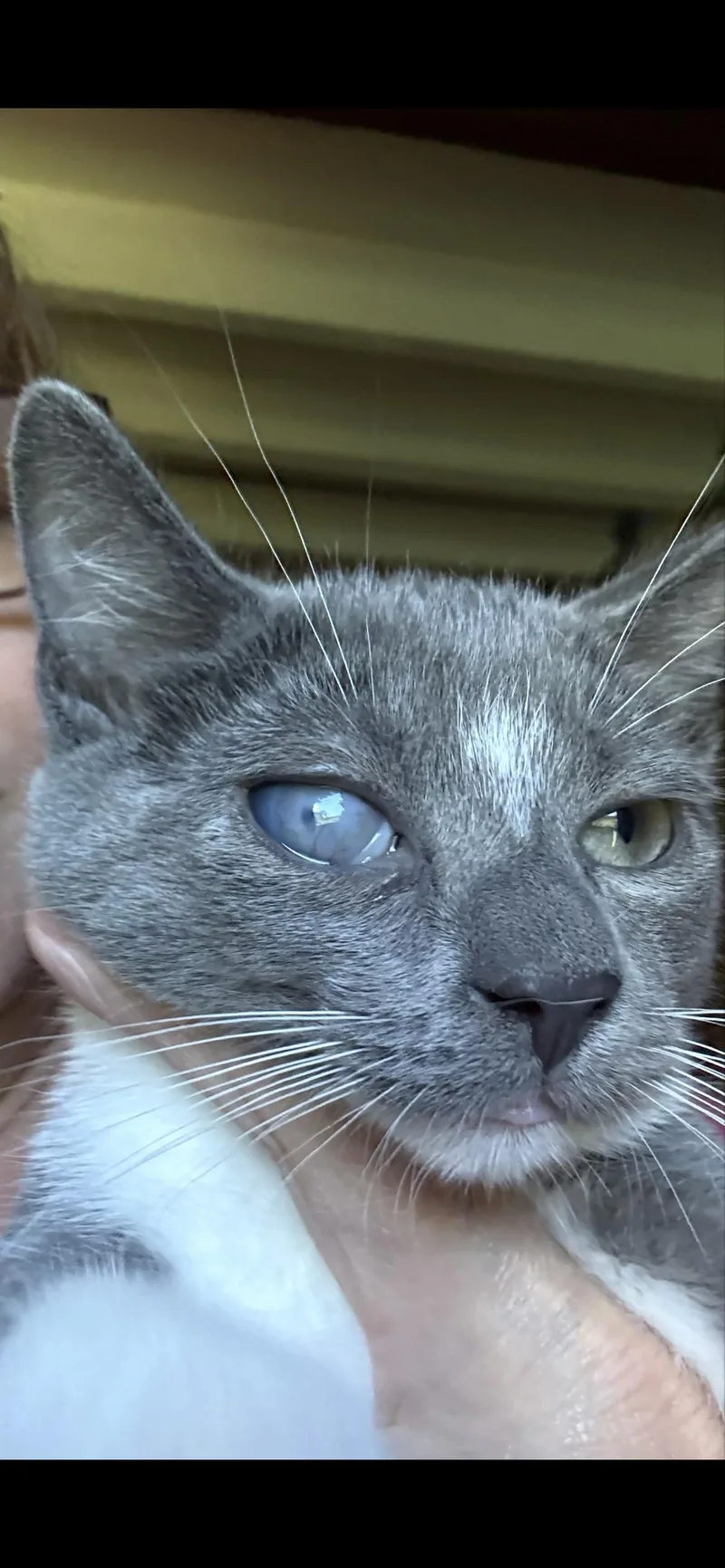 A baby small-sized male Domestic Short Hair cat named Colonel Tigh for adoption in Havertown, PA