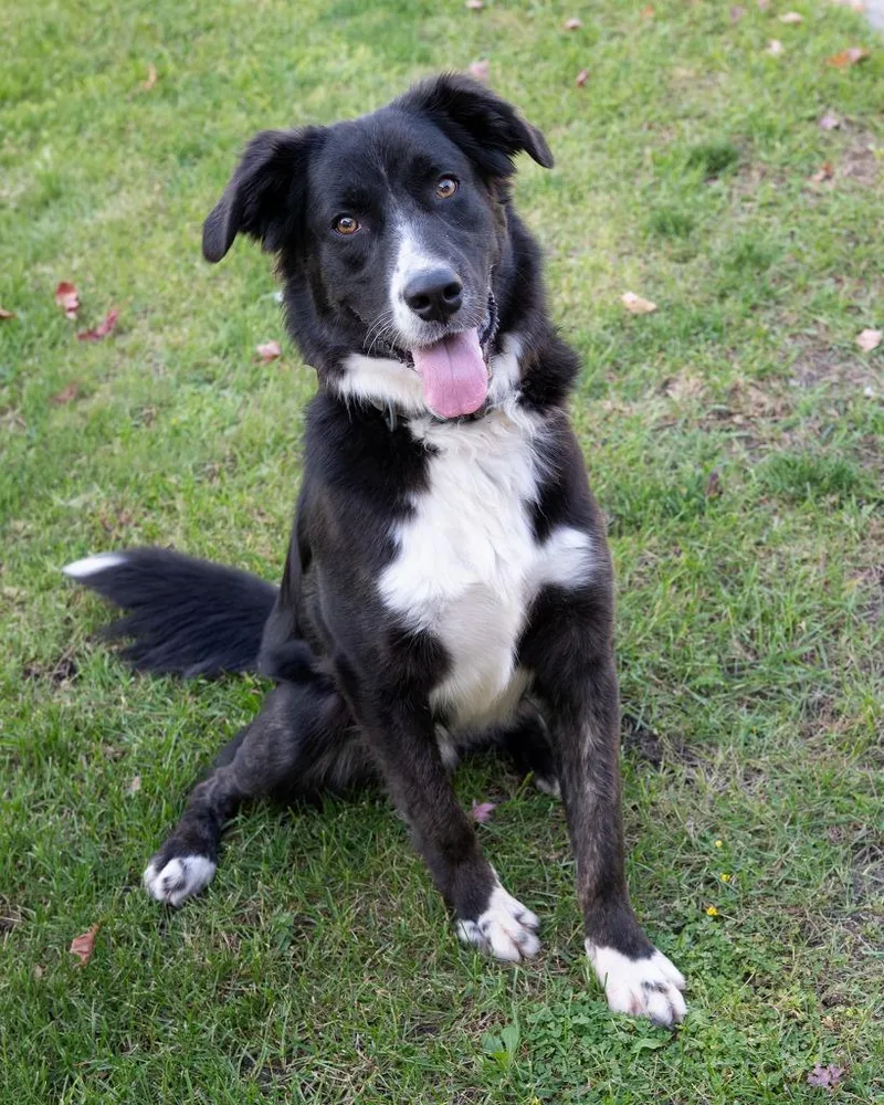 A baby small-sized male Shepherd dog named Joey for adoption in Boone, IA