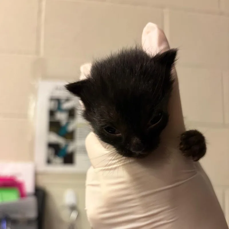 A baby small-sized female Domestic Short Hair cat named Scarlett for adoption in Council Bluffs, IA