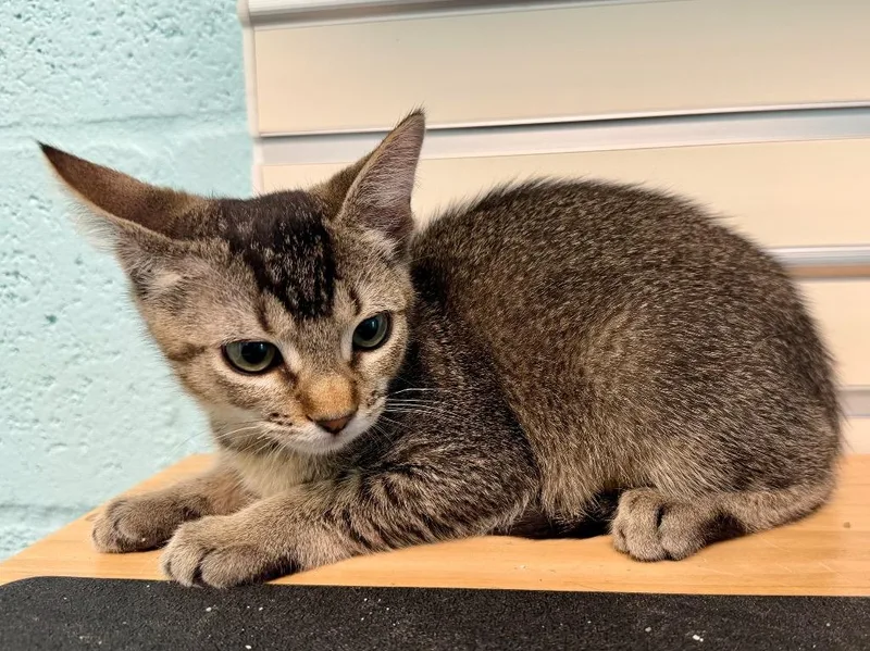 A baby small-sized female Domestic Short Hair cat named Gotcha for adoption in Cape Coral, FL