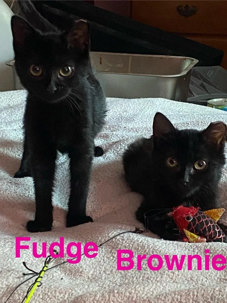 An adult small-sized female Black Domestic Short Hair cat named Brownie for adoption in Lorain, OH