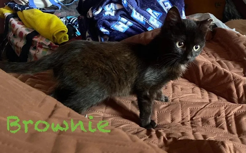 Brownie thumbnail 5