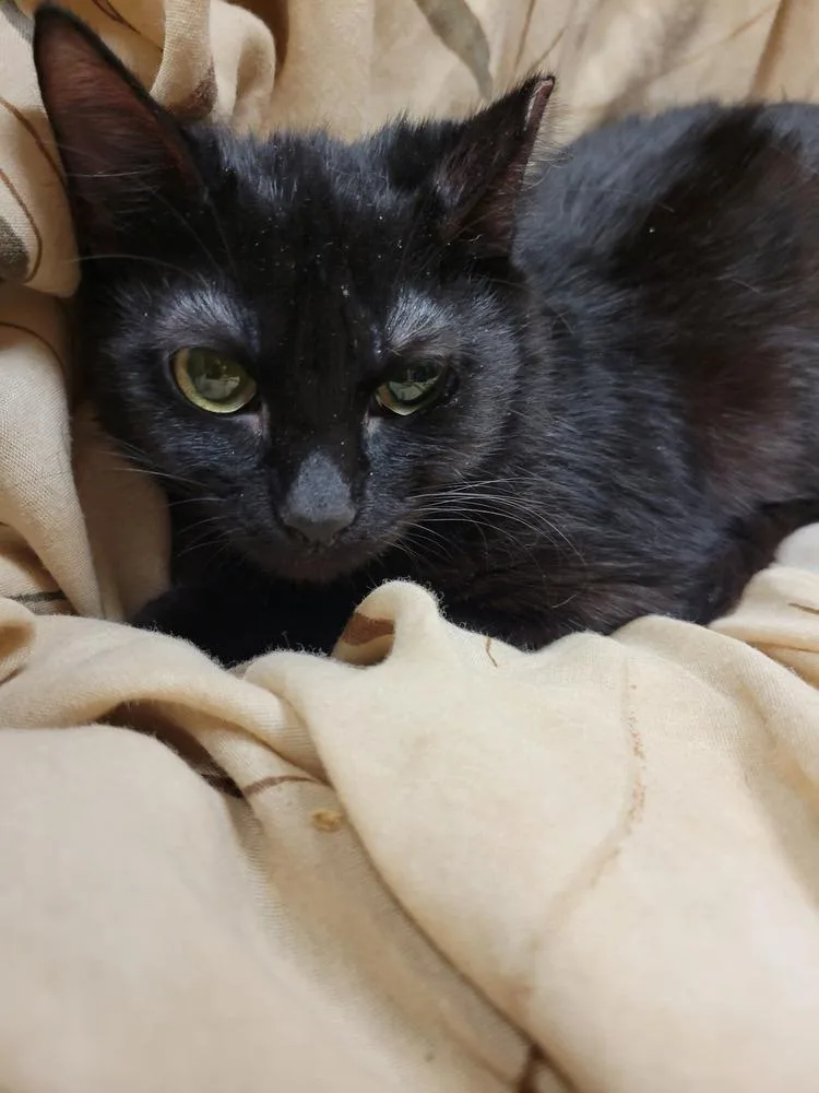 Brownie thumbnail 6