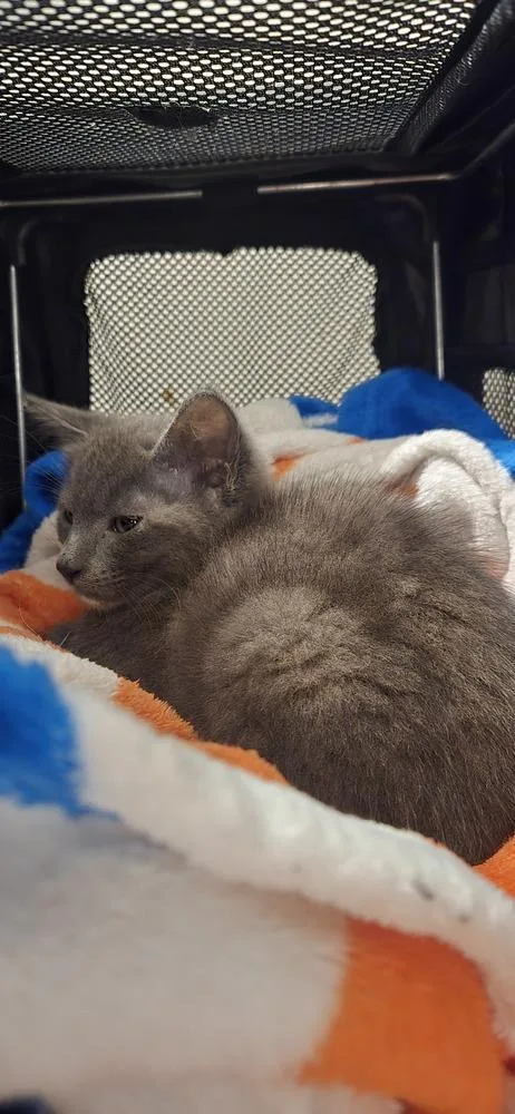 A baby small-sized female Domestic Short Hair cat named Zoë for adoption in Greenbelt, MD