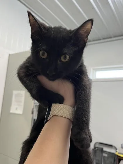 A baby small-sized female Domestic Short Hair cat named Skunk for adoption in Humboldt, IA