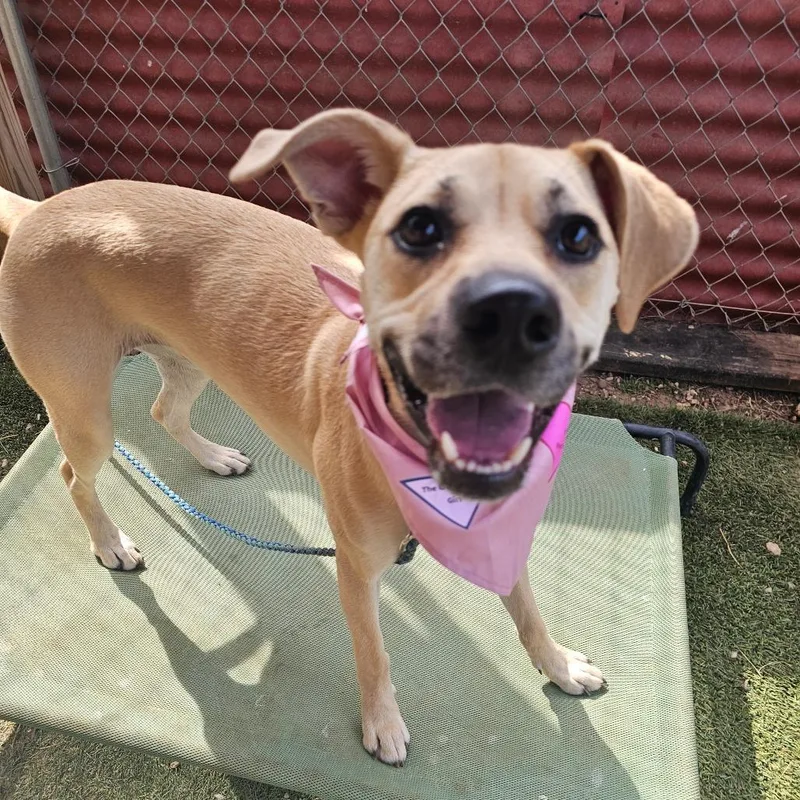 A young medium-sized female Labrador Retriever dog named Everest for adoption in Austin, TX