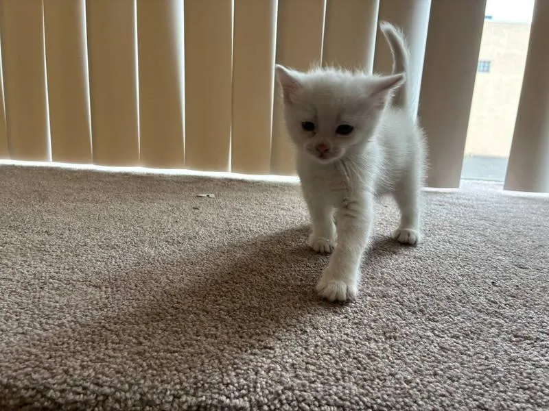 A baby medium-sized female White Domestic Short Hair cat named Elsa for adoption in Philadelphia, PA