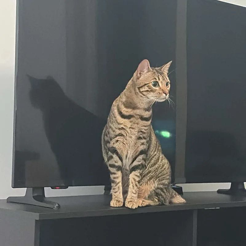 A young medium-sized female Tiger cat named Maxine for adoption in West Lafayette, IN