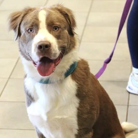 An adult medium-sized male Australian Shepherd dog named 26-01765 for adoption in Fredericksburg, VA