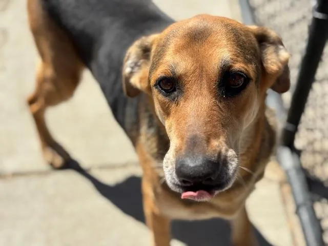 An adult medium-sized female German Shepherd Dog dog named Bjorn for adoption in Tulsa, OK