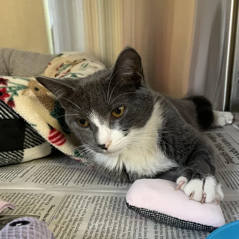 Stardust thumbnail 2