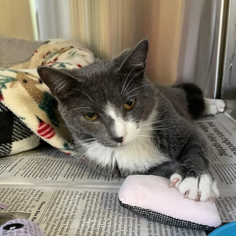 Stardust thumbnail 4