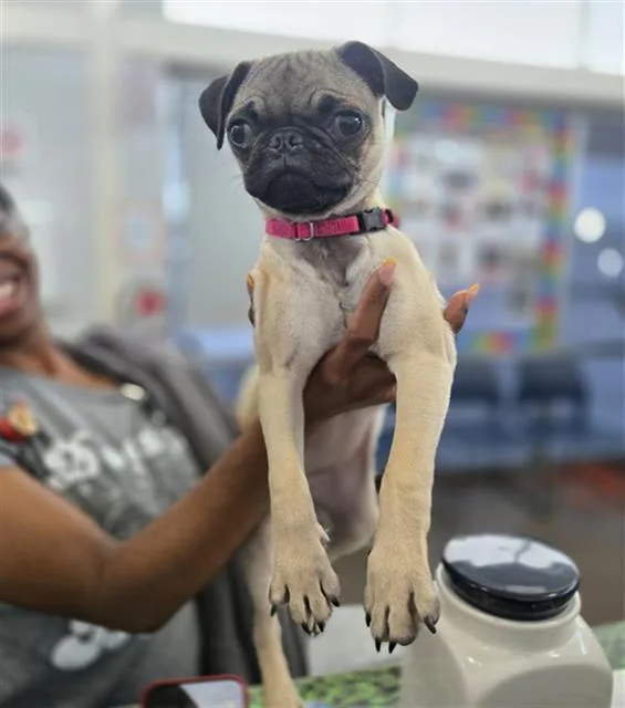 A baby small-sized female Pug dog named Penelope for adoption in Dallas, TX