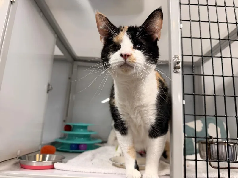 An adult medium-sized female Domestic Short Hair cat named Oracle for adoption in Raleigh, NC