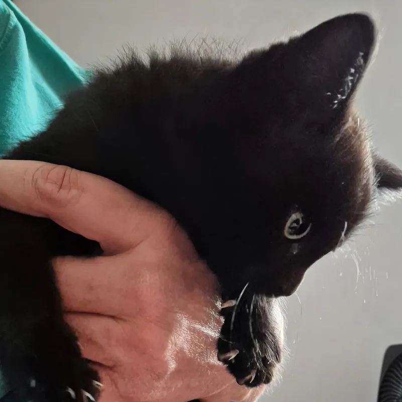 A baby small-sized male Black Domestic Short Hair cat named Burke  Best Friends for adoption in West Jefferson, OH