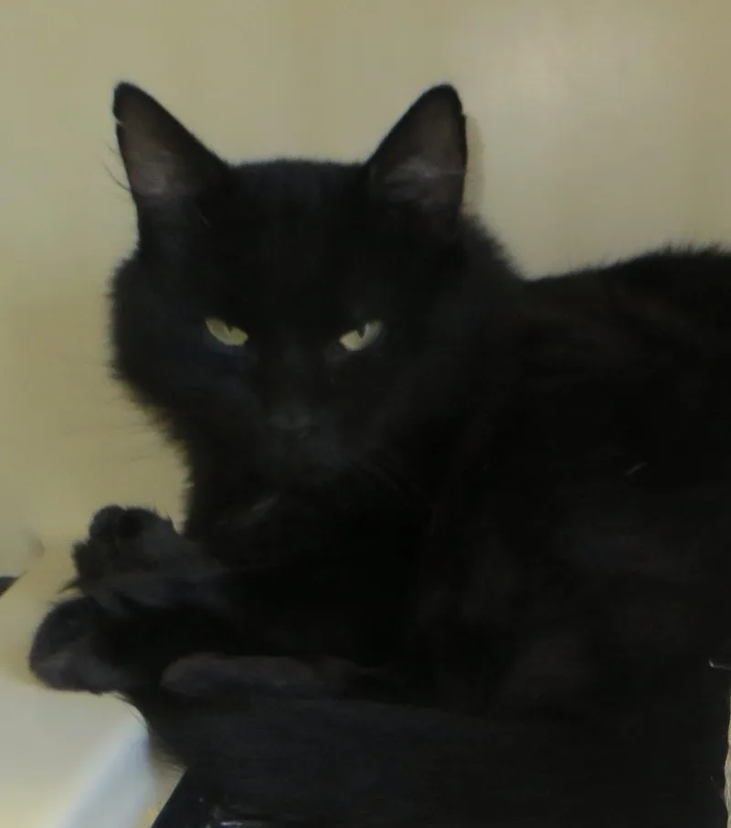A young medium-sized male Domestic Long Hair cat named Hershey for adoption in Taunton, MA