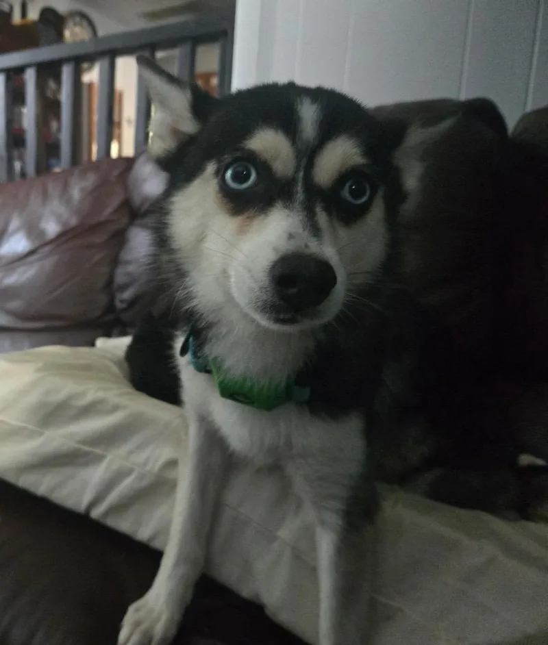 A young small-sized female Pomeranian dog named Bri for adoption in Valparaiso, IN