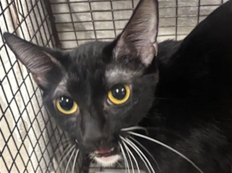 A young medium-sized female Domestic Short Hair cat named Dusk for adoption in Van Nuys, CA