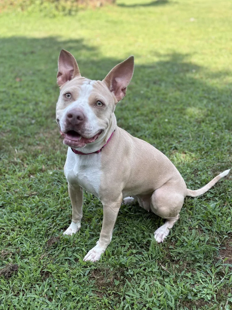 A young medium-sized female Pit Bull Terrier dog named Didi for adoption in Spring Lake, NJ