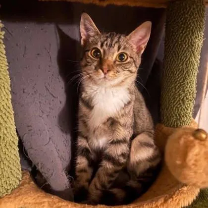 A baby medium-sized female Brown / Chocolate Domestic Short Hair cat named Harley for adoption in Warr Acres, OK