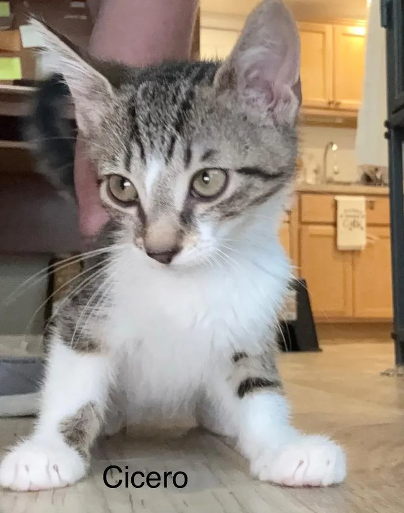 A baby small-sized male Domestic Short Hair cat named Cicero for adoption in Syracuse, IN