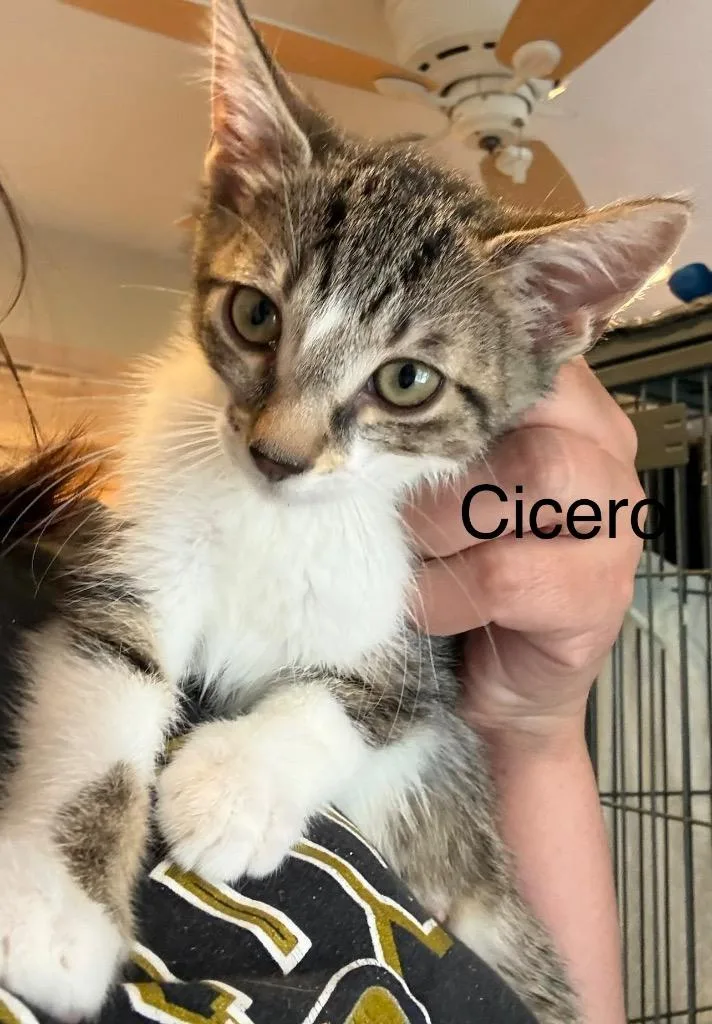 Cicero thumbnail 2