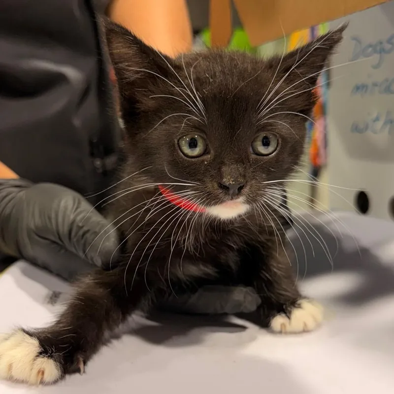 A baby small-sized female Black Domestic Short Hair cat named Eloise for adoption in Tampa, FL