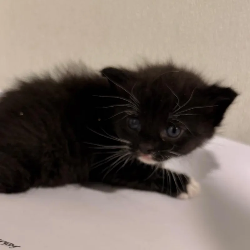 Eloise thumbnail 2