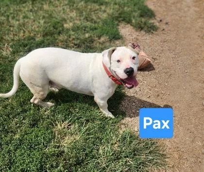 An adult medium-sized male Hound dog named Pax for adoption in Clinton, MO