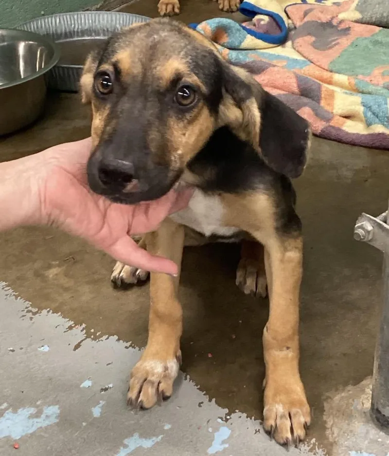 A baby small-sized male Shepherd dog named Justice for adoption in Beebe, AR