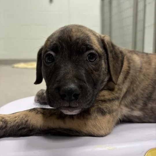 A baby small-sized male Brindle Mixed Breed dog named Scout for adoption in Chattanooga, TN