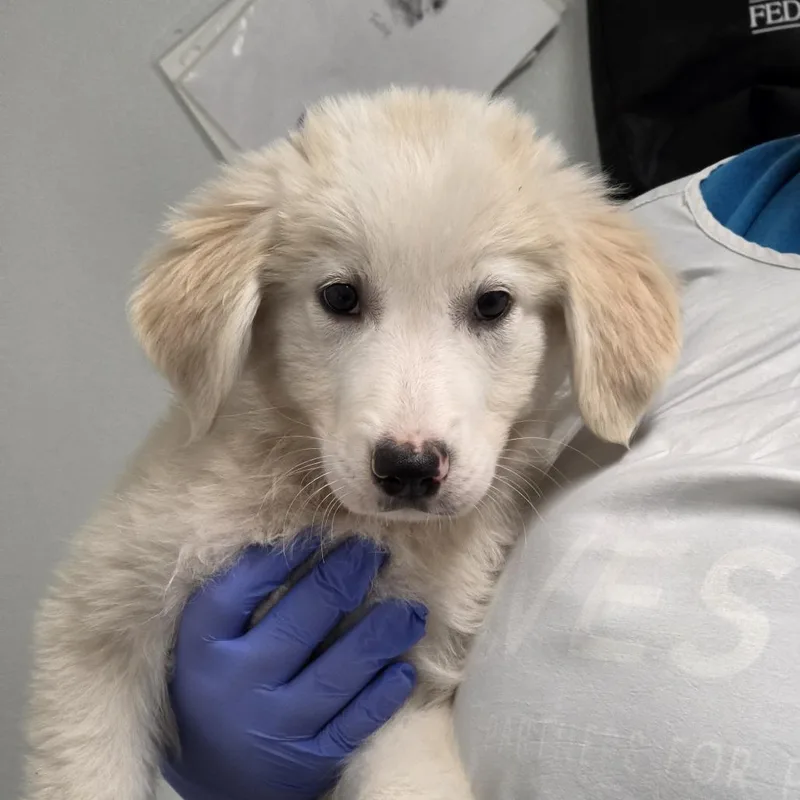 A baby small-sized male White / Cream Mixed Breed dog named Arrow for adoption in Troy, IL